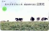 VACA VACHE KUH COW KOE MUCCA Tarjeta (80) - Cows