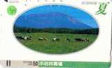 VACHE KUH COW KOE VACA MUCCA Telecarte (84) Barcode - Cows