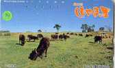 COW VACA VACHE KUH KOE MUCCA On Phonecard (99) - Vacas