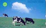 COW VACA VACHE KUH KOE MUCCA On Phonecard (114) - Cows