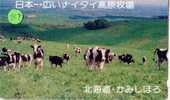 VACHE KUH COW KOE VACA MUCCA Telecarte (117) - Cows