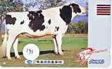 VACHE KUH COW KOE VACA MUCCA Telecarte (131) - Cows