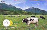 COW VACA VACHE KUH KOE MUCCA On Phonecard (159) - Vacas
