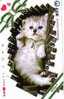 JAPON SUPERBE PETIT CHAT BABY CAT - Gatti