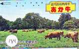 COW VACA VACHE KUH KOE MUCCA On Phonecard (184) - Kühe