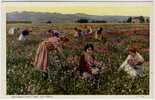 Gathering Sweet Peas - Landwirtschaftl. Anbau