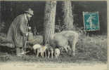 En Périgord , Recherche De Truffes, L'apprentissage De Toute La Famille - Cochons