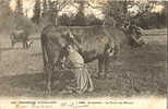 AGRICULTURE - CULTURE - NORMANDIE - LAITERIE - LA TRAITE Aux CHAMPS - CARTE PRECURSEUR Avant 1904 - Viehzucht