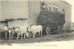 AGRICULTURE - CULTURE - MISE En GRANGE Des GERBES De FOIN - ATTELAGE De BOEUFS - PRECURSEUR Avant 1904 - Cultures