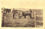 AGRICULTURE - CULTURE - 15 - CANTAL - LAITERIE - LA TRAITE Sur La MONTAGNE Des SALERS Pour Le BURON - Crías