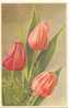 Bouquet De Tulipes. - Fleurs