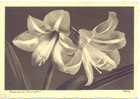 2 Belles Amaryllis. - Flowers