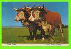 OXEN TEAM  From Nova Scotia - ÉQUIPE DE BOEUF DE TIR - CARTE JAMAIS ÉTÉ UTILISÉE - - Andere & Zonder Classificatie