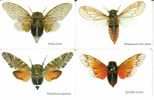 RSA SET  OF 4  MOTH  INSECT  INSECTS   CHIP   CAT CODE: SAF-MNT- ? - Afrique Du Sud