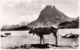 LAC D´AYOUS 64 - Pic Du Midi D´´Ossau 2885 M - 81 - W-2 - Lescar