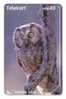 OWL  ( Norway - Rare ) Hibou Chouette Eule Buho Gufo Uil Owls Hibous Chouettes Bird Oiseau Rapace Birds Of Pray Raptors - Adler & Greifvögel