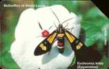 Sierra Leone - Butterfly - Euchromia Lethe - Otros & Sin Clasificación