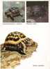 TORTUE , 3 Vues . - Schildpadden