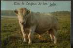 Taureau - Bull