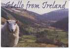 Hello From Ireland. Sheep. Mouton. Schaap. - Other & Unclassified