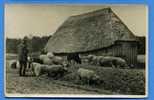 TWENTE. Schaapskool. Mailed From HENGENON..in 1918. Real Photo .rare.( Moutons) - Autres & Non Classés