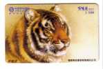 TIGER – Tigre – Tigresse – Tigers -  Jungle - Selva