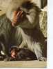 SAN DIEGO ZOO HAMADRAYAS BABOON BABOUIN PERE ET FILS - Monkeys