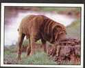 PANINI : ANIMAUX FAMILIERS, Chiens, N° 56 (Shar-Pei) - Autres & Non Classés