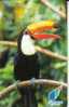 SINGAPORE $10  TOUCAN  BIRD  BIRDS   ANIMAL  ANIMALS  WILD LIFE CONSERVATION    CODE: 79SIGA  SN  SMALL - Singapour