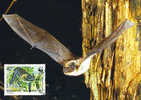 Bulgarie : CM Carte Maximum Chauve Souris Bat Mammifere Animal Vol Protection WWF - Fledermäuse