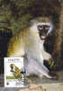 St Kitts : CM Carte Maximum Singe Vert Green Monkey Mammifere Animal Protection WWF - Singes