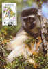 St Kitts : CM Carte Maximum Singe Vert Green Monkey Cercopithecus Mammifere Animal Protection WWF - Affen