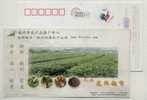 Tea Field,Honeybee,bee,China 2005 Hangzhou High Quality Agriculture Product Website Advertising Postal Stationery Card - Other & Unclassified