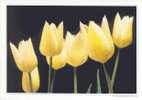 BELGIE/BELGIQUE - 1994 : Postogr 80** : TULPEN,TULIPES,TULIPS, - Otros & Sin Clasificación