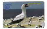 WHITE BOOBY BIRD  *** ASCENSION ISLAND Very Rare Card ***  Birds - Oiseau - Vogel – Oiseaux - Ucello - Pajaro - Bird - Altri & Non Classificati