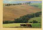 Normandie - Paysage, Vaches - CPM 1991 - Ed P. Prada N° 037 - Haute-Normandie