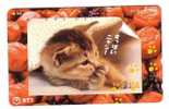 CAT ( Japan ) - Chat - Katze - Gato - Felino - Gatto - Kat - Cats - Chats - Gatta  ***  Japon - Gatti