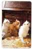 CAT ( Japan ) - Chat - Katze - Gato - Felino - Gatto - Kat - Cats - Chats - Gatta  ***  Japon - Katzen