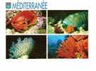 POISSONS/ Faune Et Flore De Méditerranée/CPM Circulée 1998/Très Belle Carte !! - Pescados Y Crustáceos