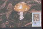 CISKEI  CARTE MAXIMUM NUM.YVERT 148 CHAMPIGNON - Ciskei