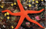 HACELIA ATTENUATA ( Croatia ) - Starfish – Seestern – Estrella De Mar – Asterie – Etoile De Mer - Stella Di Mare - Croatie