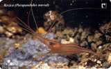 PARAPANDULUS NARVAL ( Croatia ) – Undersea - Underwater - Marine Life - Fish – Poisson - Fisch – Pez - Pesci KOZICA - Kroatië