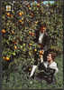 CPSM 1971   Castellon De La Plana  Costume Typique  Récolte Des Oranges  Orangeraie - Castellón