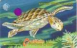 ILES VIERGES BRIT TORTUE DE MER RARE - Turtles