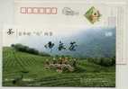 Green Tea,Tea Field,China 2006 Sichuan Fuquan Tea Advertising Postal Stationery Card - Andere & Zonder Classificatie