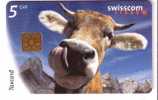 COW ( Switzerland ) ***  Vache - Kuh - Vaca – Mucca - Vacca – Cows - Vaches *** Milk - Lait - Vacas