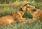 KENYA / MOTHER AN CHILD IN AN AFFECTIONATE MOOD - Lions