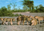 KENYA / AFRICAN WILD LIFE / LION PRIDE - Leoni