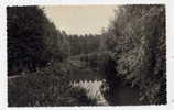 Delcampe - K1 - AILLANT-sur-THOLON - Vue Sur Le Tholon (jolie Carte Semi-moderne) - Aillant Sur Tholon