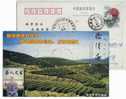 Tea Mountain,Tea Culture,China 2000 Fuzhou City Tea Association Advertising Pre-stamped Card - Other & Unclassified